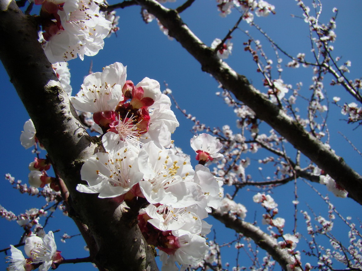 Sviluppo vegetale dell'' albicocco Prunus armeniaca